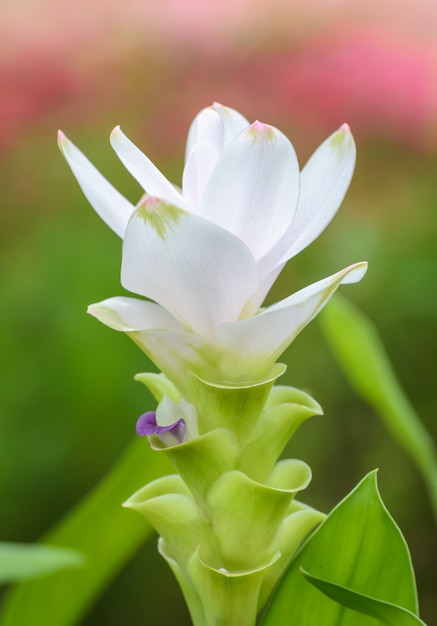 Flor de tulipán blanco de Siam