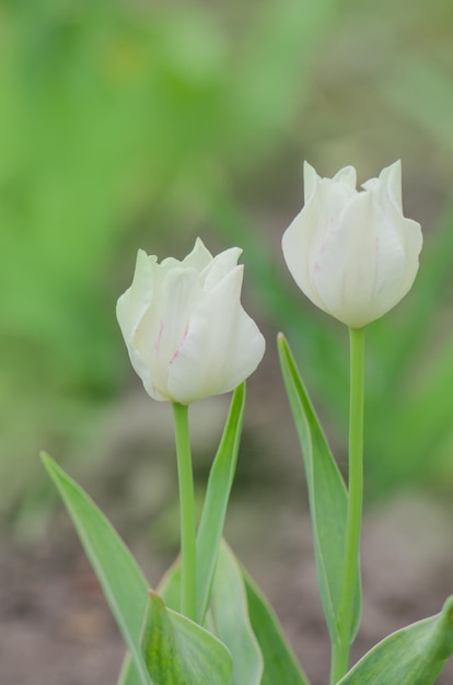 Flor de tulipán Calgary Hermosa flor de tulipán blanco con hoja verde en el jardín