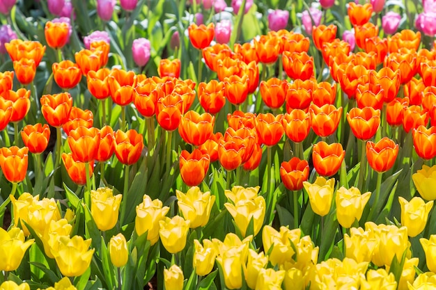 Flor del tulipán en campo del tulipán con el fondo verde de la hoja en el invierno o el día de primavera