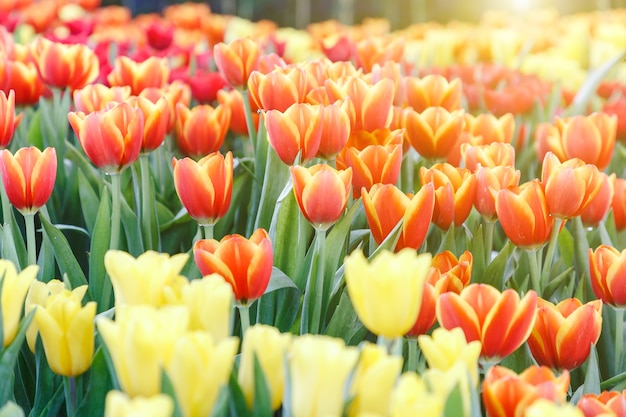 Flor del tulipán en campo del tulipán con el fondo verde de la hoja en el invierno o el día de primavera