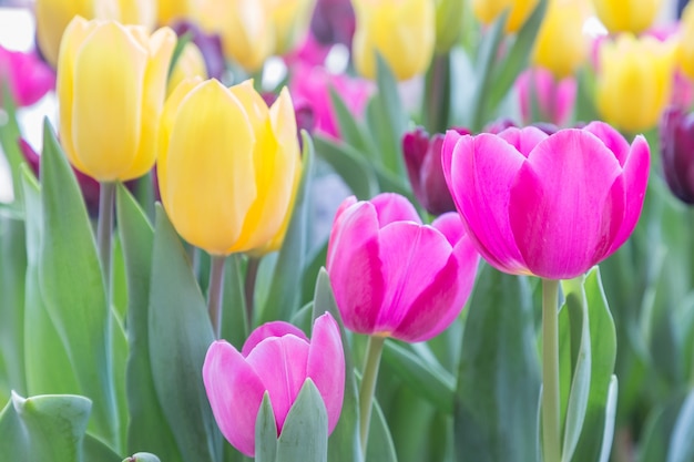 Flor del tulipán en campo del tulipán con el fondo verde de la hoja