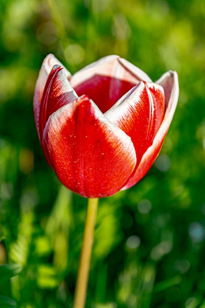Flor de tulipán clásico rojo ordinario