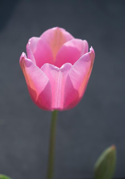 Flor de tulipán colorido con un fondo colorido