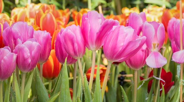 Flor de tulipán colorido en jardín natural