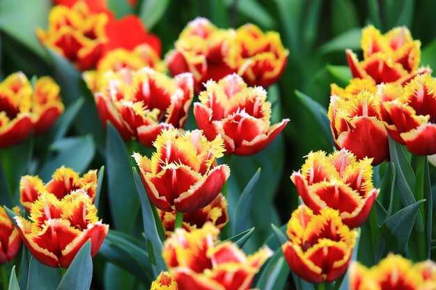 flor de tulipán colorido primer plano de flor de tulipán rojo con amarillo que florece en el jardín