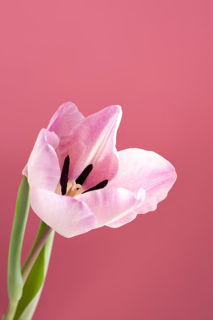 Foto flor de tulipán con espacio de copia