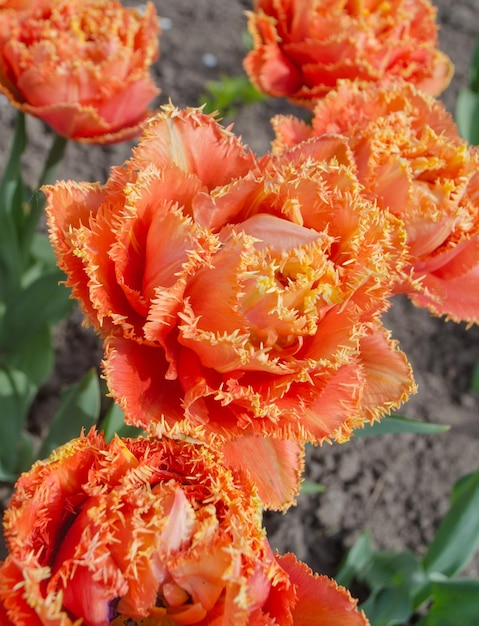 Flor de tulipán con flecos Sensual Touch Tulipanes multicolores que crecen en un campo