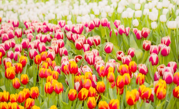 Flor de tulipán en flor en el jardín en primavera. Fondo natural colorido.