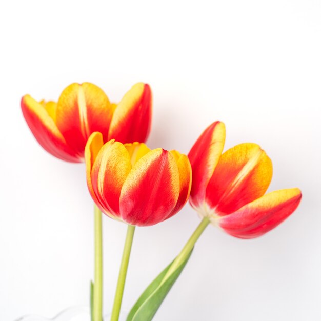 Flor de tulipán en florero de vidrio con lugar de marco de imagen sobre fondo de mesa de madera blanca contra una pared limpia en casa, de cerca, concepto de decoración del día de la madre.