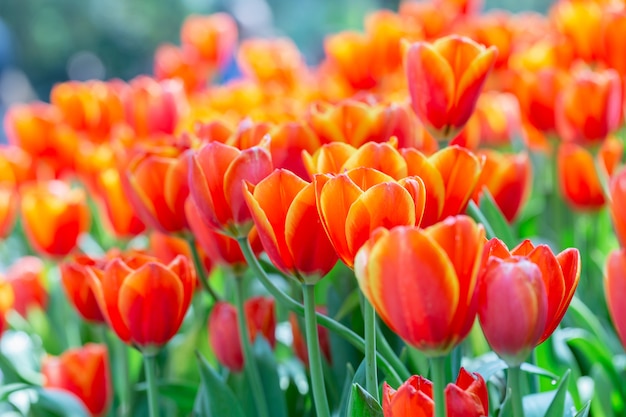 Flor de tulipán con fondo de hoja verde en campo de tulipán en invierno o día de primavera