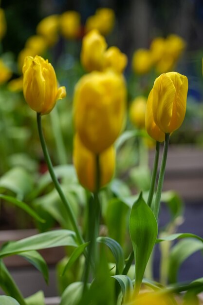 Flor de tulipán con fondo de hoja verde en campo de tulipanes Flor de tulipán amarillo