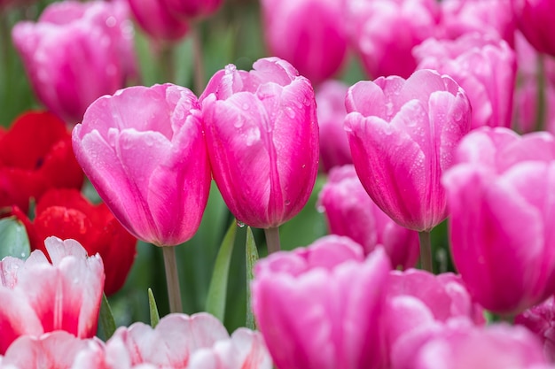 Flor de tulipán con fondo de hoja verde en el campo de tulipanes en invierno o primavera para decoración de belleza postal y diseño de concepto de agricultura