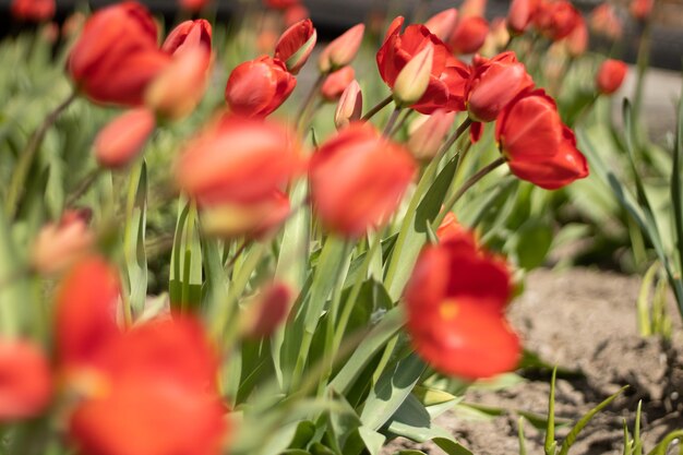 Flor de tulipán con fondo de hoja verde en el campo de tulipanes en invierno o primavera para la decoración de postales