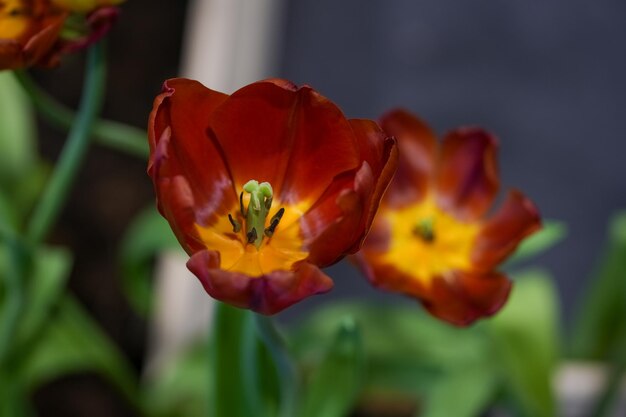 Flor de tulipán con fondo de hoja verde en campo de tulipanes