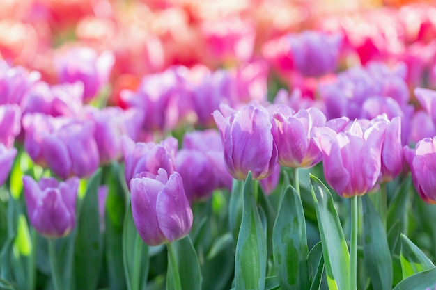 Flor del tulipán con el fondo verde de la hoja en campo del tulipán en el invierno o el día de primavera.