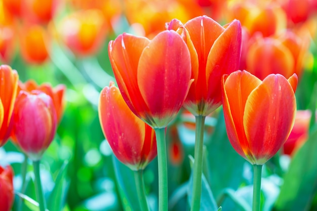 Flor del tulipán con el fondo verde de la hoja en el invierno o el día de primavera.