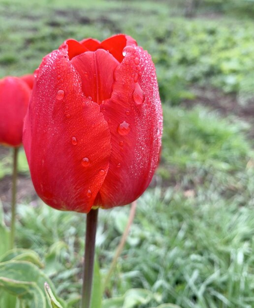 Flor de tulipán en gotas de rocío después de la lluvia