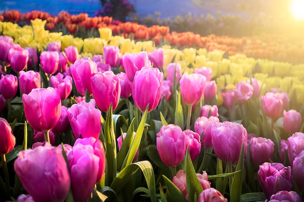 Flor de tulipán en el jardín con puesta de sol