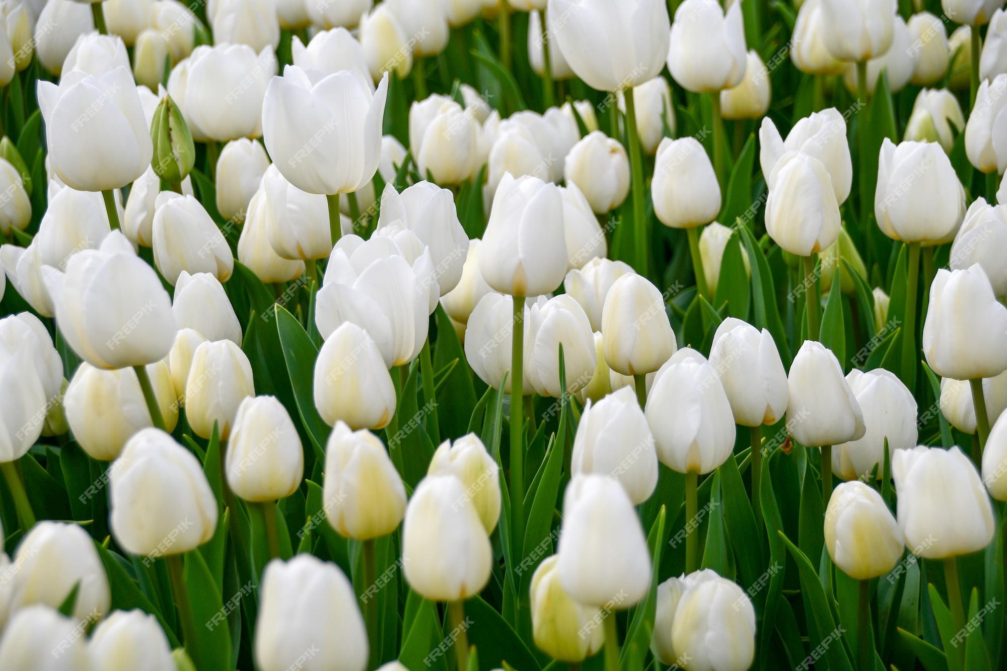 Flor de tulipán lat tulipán primer plano de tulipanes blancos en un lecho  de flores grande | Foto Premium