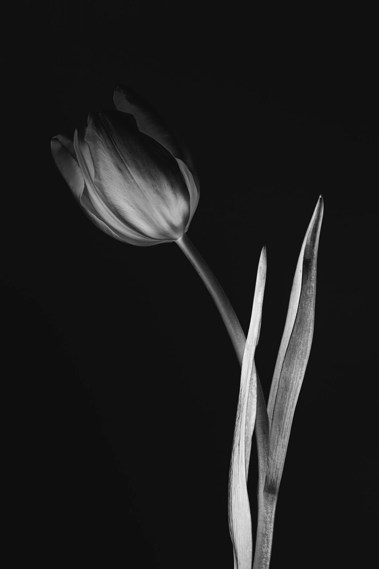 Flor de tulipán monótona