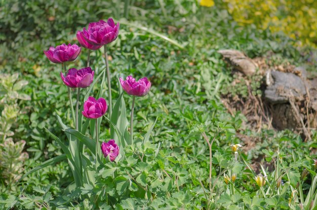 Flor de tulipán morado Campo con tulipanes morados Jardinería de flores orgánicas
