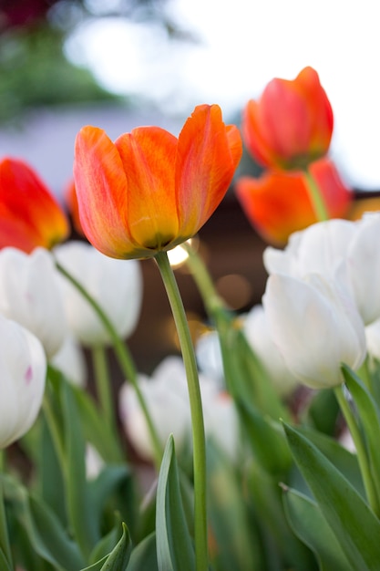 Flor de tulipán naranja en el jardín