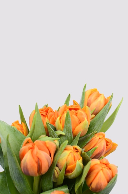 Flor de tulipán naranja sobre fondo blanco