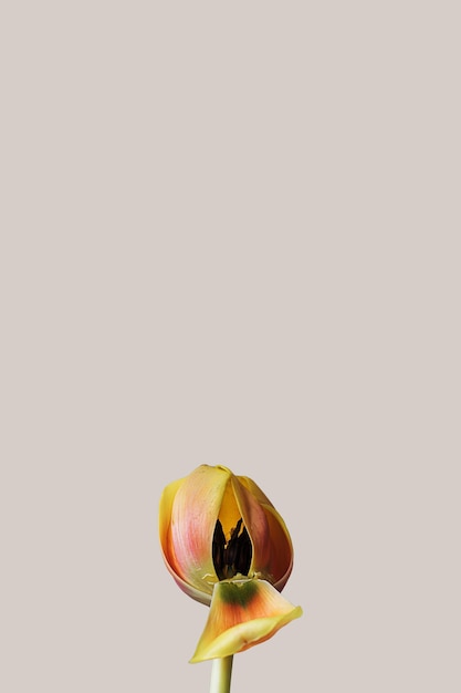 Flor de tulipán naranja única con pétalo marchito sobre un fondo mínimo gris gris pastel con espacio de copia Fondo de pantalla creativo de botánica Concepto de belleza natural