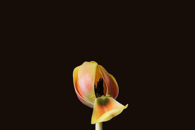 Flor de tulipán naranja única con pétalo marchito sobre un fondo negro mínimo dramático con espacio de copia Fondo de pantalla creativo de botánica Concepto de belleza natural