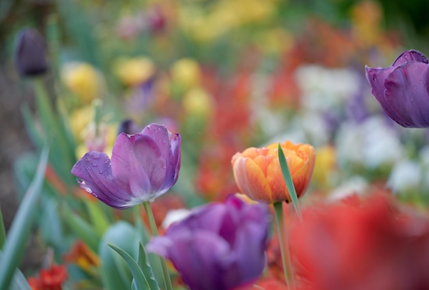 Flor de tulipán natural en primer plano con gotas de agua y fondo desenfocado