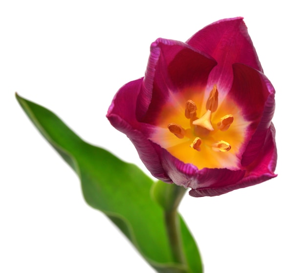 Una flor de tulipán púrpura aislada sobre un fondo blanco boda de naturaleza muerta vista superior plana