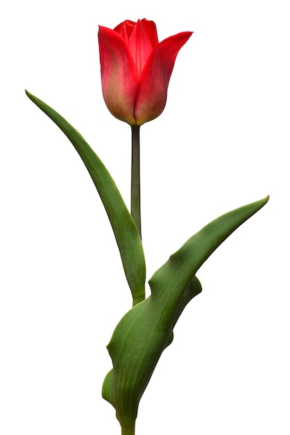 Flor de tulipán rojo aislado sobre fondo blanco Bodegón boda Vista superior endecha plana