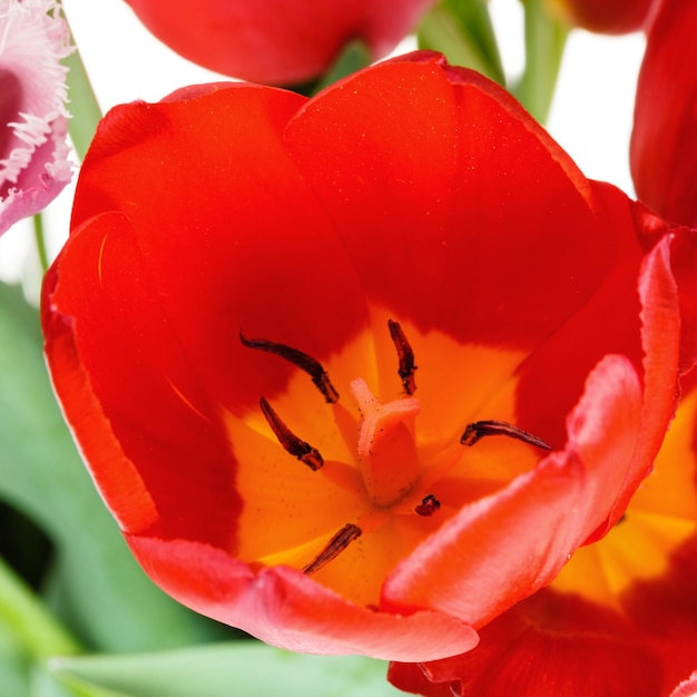 Flor de tulipán rojo de cerca