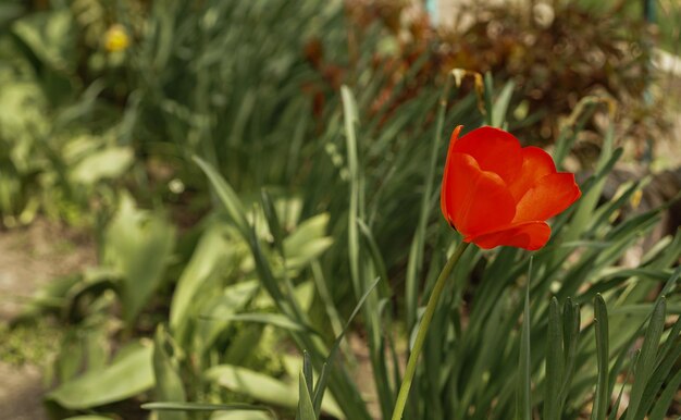 flor de tulipán rojo en el jardín