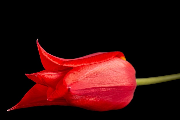 Flor de tulipán rojo liliáceo closeup aislado sobre fondo negro