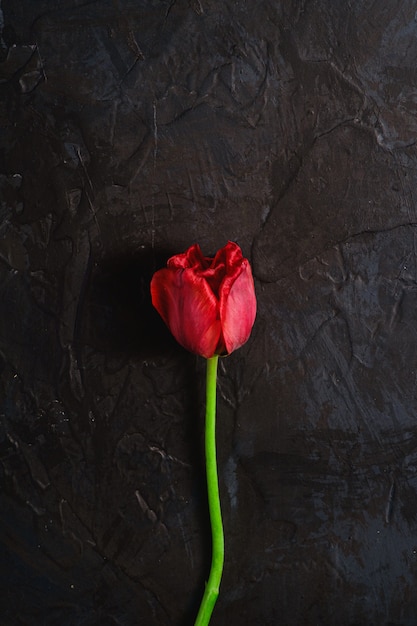 Flor de tulipán rojo de marchitamiento único en superficie negra con textura, espacio de copia de vista superior