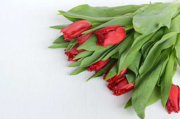 Flor de tulipán rojo sobre fondo blanco