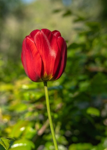 Flor de tulipán rojo sobre fondo de hojas verdes