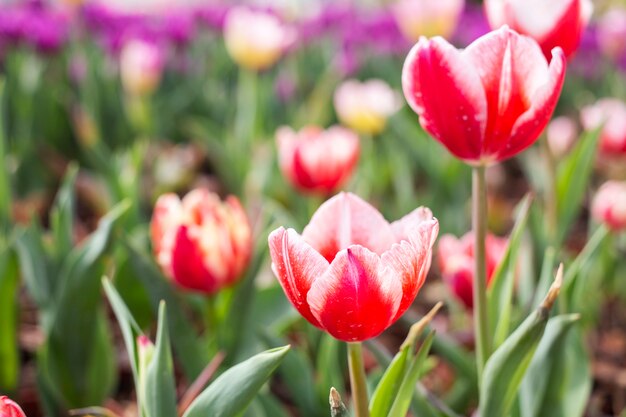 Flor de tulipán rojo