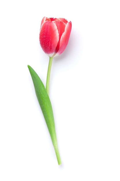 Flor de tulipán rojo