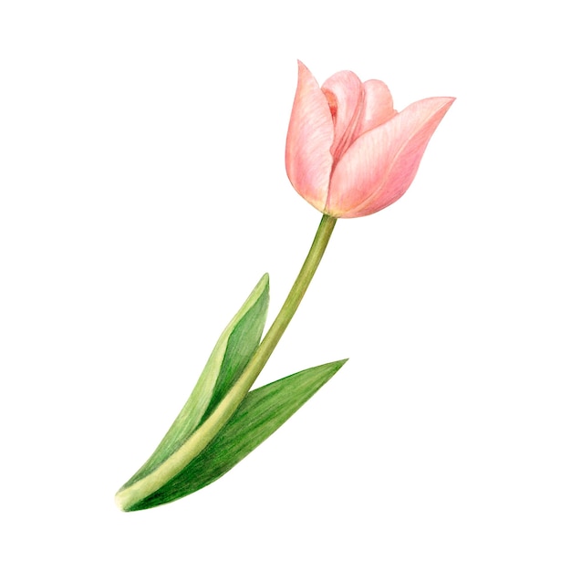 Flor de tulipán rosa en acuarela ilustración botánica