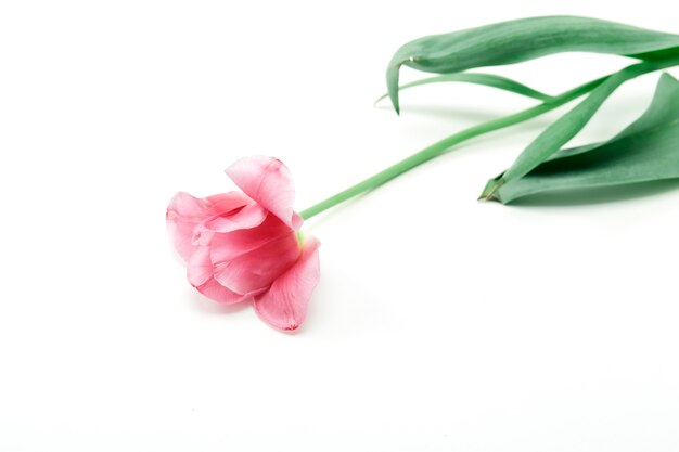 Flor de tulipán rosa en blanco aislado