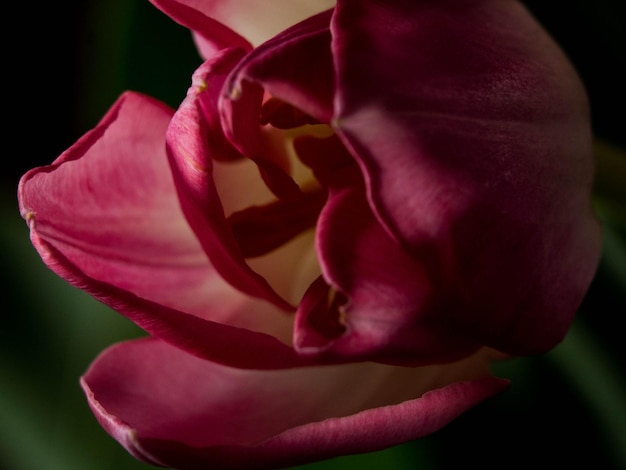 Flor de tulipán rosa borrosa sobre fondo negro tarjeta de felicitación de temporada fondo de primavera