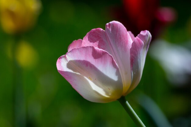 Flor de tulipán rosa flor en un día soleado fotografía macro Planta con flores de jardín fresco