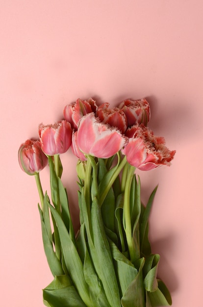 Foto flor de tulipán rosa para el fondo