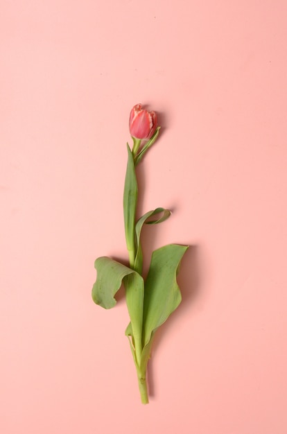 Flor de tulipán rosa para el fondo
