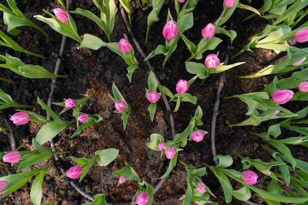 Flor de tulipán rosa con hermosa vista en el jardín de tulipanes de la naturaleza con un momento romántico en la temporada de verano