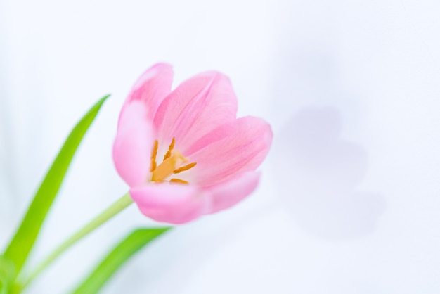 Flor de tulipán rosa con hojas verdes de cerca