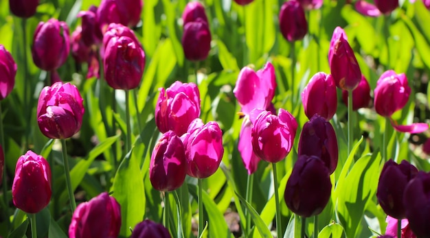 flor de tulipán rosa iluminada por la luz del sol enfoque selectivo suave y gran formato