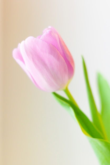 Flor de tulipán rosa Pascua o tarjeta de felicitación del día de san valentín.